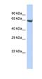 Engulfment and cell motility protein 3 antibody, orb330250, Biorbyt, Western Blot image 