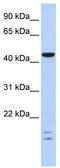 BTB Domain Containing 6 antibody, TA345480, Origene, Western Blot image 