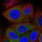 Protein GREB1 antibody, PA5-55123, Invitrogen Antibodies, Immunofluorescence image 