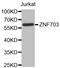 Zinc Finger Protein 703 antibody, LS-C332618, Lifespan Biosciences, Western Blot image 