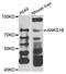 Ankyrin Repeat And Sterile Alpha Motif Domain Containing 1B antibody, A7820, ABclonal Technology, Western Blot image 