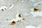 Forkhead Box O4 antibody, LS-C177994, Lifespan Biosciences, Immunohistochemistry frozen image 
