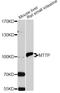 Microsomal Triglyceride Transfer Protein antibody, STJ24638, St John