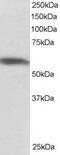 Polypyrimidine Tract Binding Protein 1 antibody, PA5-18197, Invitrogen Antibodies, Western Blot image 