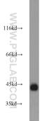 Podoplanin antibody, 22099-1-AP, Proteintech Group, Western Blot image 