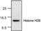 Histone Cluster 2 H2B Family Member E antibody, TA318930, Origene, Western Blot image 