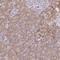 Mediator Complex Subunit 19 antibody, HPA039912, Atlas Antibodies, Immunohistochemistry paraffin image 
