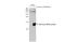 Zika Virus antibody, GTX133704, GeneTex, Western Blot image 