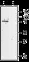 Chloride Voltage-Gated Channel 5 antibody, GTX16635, GeneTex, Western Blot image 
