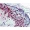BEF antibody, MBS375155, MyBioSource, Immunohistochemistry frozen image 