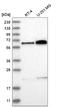 POC5 Centriolar Protein antibody, NBP2-76534, Novus Biologicals, Western Blot image 