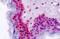 Homeobox A7 antibody, orb313904, Biorbyt, Immunohistochemistry paraffin image 