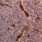 Glycophorin A (MNS Blood Group) antibody, SM1473P, Origene, Immunohistochemistry frozen image 