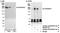CDK5 regulatory subunit-associated protein 2 antibody, NB100-767, Novus Biologicals, Western Blot image 