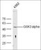 Carnitine Palmitoyltransferase 1C antibody, orb308786, Biorbyt, Western Blot image 
