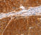 DCT antibody, MBS2518873, MyBioSource, Immunohistochemistry paraffin image 