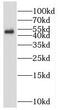 Ring Finger Protein 167 antibody, FNab07343, FineTest, Western Blot image 