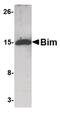 BCL2 Like 11 antibody, MA5-15764, Invitrogen Antibodies, Western Blot image 