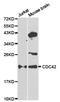 Cell Division Cycle 42 antibody, TA326982, Origene, Western Blot image 