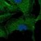 Zinc Finger Protein 785 antibody, HPA030510, Atlas Antibodies, Immunocytochemistry image 