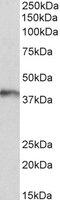 ARG1 antibody, MBS421477, MyBioSource, Western Blot image 