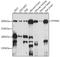 Protein Tyrosine Phosphatase Receptor Type D antibody, A15713, ABclonal Technology, Western Blot image 