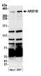 AT-Rich Interaction Domain 1B antibody, A301-046A, Bethyl Labs, Western Blot image 