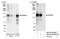 RNA Binding Motif Protein 26 antibody, NB100-60408, Novus Biologicals, Western Blot image 