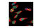 Survivin antibody, 2808T, Cell Signaling Technology, Immunofluorescence image 