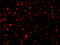 Peptidyl-TRNA Hydrolase 2 antibody, 3603, ProSci, Immunofluorescence image 