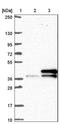 U2 Small Nuclear RNA Auxiliary Factor 1 antibody, NBP2-46797, Novus Biologicals, Western Blot image 