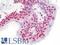 POM121 antibody, LS-B9851, Lifespan Biosciences, Immunohistochemistry frozen image 