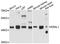 Era Like 12S Mitochondrial RRNA Chaperone 1 antibody, abx125821, Abbexa, Western Blot image 