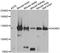 Dishevelled Associated Activator Of Morphogenesis 2 antibody, A7463, ABclonal Technology, Western Blot image 