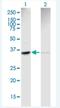 Actin Related Protein 2 antibody, H00010097-B01P-50ug, Novus Biologicals, Western Blot image 