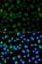 Promyelocytic Leukemia antibody, orb49085, Biorbyt, Immunofluorescence image 