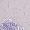 IGF Like Family Member 4 antibody, NBP2-14603, Novus Biologicals, Immunohistochemistry frozen image 