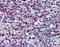 Caspase 7 antibody, ADI-AAM-137-E, Enzo Life Sciences, Immunohistochemistry paraffin image 