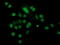 Crystallin Zeta Like 1 antibody, M16122, Boster Biological Technology, Immunofluorescence image 