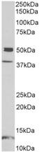 Neuronal Pentraxin 1 antibody, AP32971PU-N, Origene, Western Blot image 