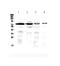 Secreted Phosphoprotein 1 antibody, PA5-79423, Invitrogen Antibodies, Western Blot image 