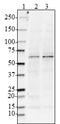 Beta-Secretase 1 antibody, 852902, BioLegend, Western Blot image 