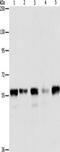 E3 ubiquitin-protein ligase ARIH2 antibody, TA350872, Origene, Western Blot image 