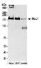 p180 antibody, A300-374A, Bethyl Labs, Western Blot image 