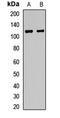Ninein Like antibody, orb412638, Biorbyt, Western Blot image 