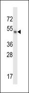 Male-specific lethal 1 homolog antibody, 57-697, ProSci, Western Blot image 