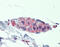Tankyrase-1 antibody, ARP33756_P050, Aviva Systems Biology, Immunohistochemistry frozen image 