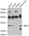 Baculoviral IAP Repeat Containing 7 antibody, GTX33297, GeneTex, Western Blot image 