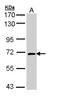 Collapsin Response Mediator Protein 1 antibody, LS-C109441, Lifespan Biosciences, Western Blot image 