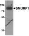 SMAD Specific E3 Ubiquitin Protein Ligase 1 antibody, 7945, ProSci Inc, Western Blot image 